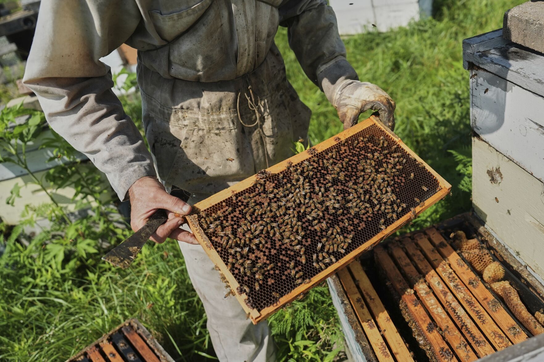 Climate Heat Bees